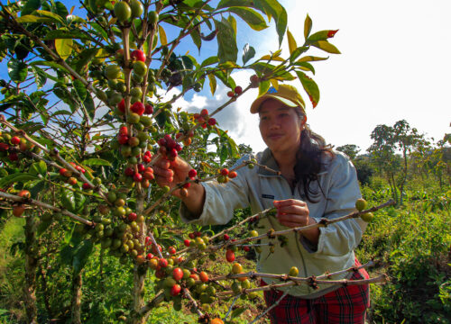 Kopi Terbaik Samosir ; Nikmati Sensasi Kopi Asli Batak di Tengah Keindahan Alam