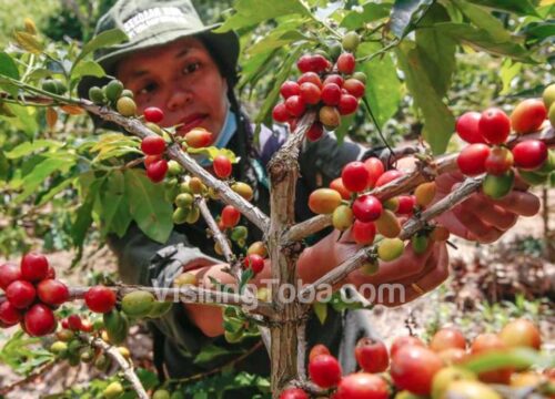 Aromatic Journey: Kopi Batak Experience - 1 Day Tour